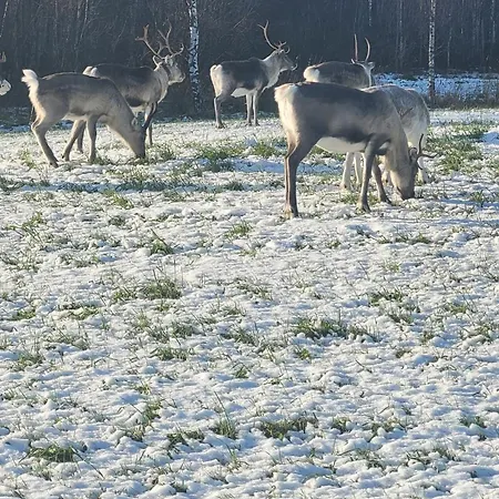 Laakso * Rovaniemi
